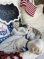 BLAZE, a male Cavachon for sale in Tucson, AZ – 3 of 10