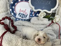 BOOMER, a male Cavachon for sale in Tucson, AZ – 2 of 10