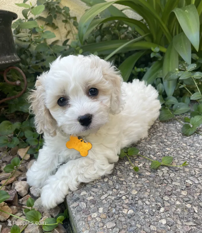 GLORY – Cavachon puppy on hold in Tucson, AZ