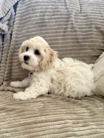 BLAZE, a male Cavachon for sale in Tucson, AZ – 4 of 10