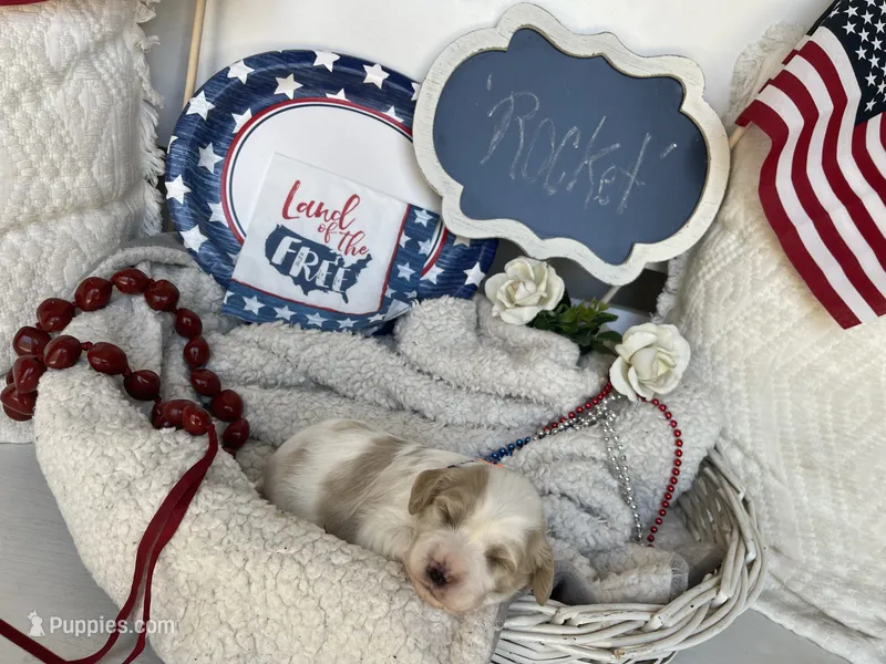 ROCKET – Cavachon puppy on hold in Tucson, AZ