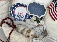 ROCKET, a male Cavachon for sale in Tucson, AZ – 1 of 9