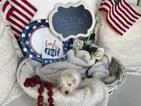BLAZE, a male Cavachon for sale in Tucson, AZ – 4 of 10