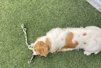 MIA, a female Cavachon for sale in Tucson, AZ – 4 of 10