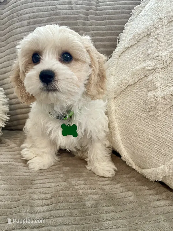 BOOMER – Cavachon puppy for sale in Tucson, AZ