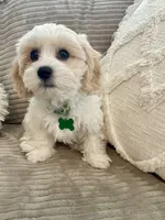 BOOMER, a male Cavachon for sale in Tucson, AZ – 1 of 10