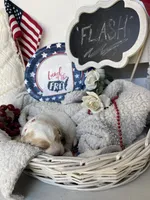 FLASH, a male Cavachon for sale in Tucson, AZ – 4 of 10