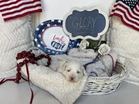 GLORY, a female Cavachon for sale in Tucson, AZ – 3 of 10