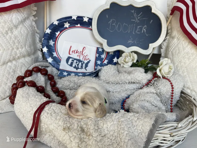 BOOMER – Cavachon puppy for sale in Tucson, AZ