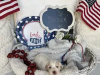 BOOMER, a male Cavachon for sale in Tucson, AZ – 6 of 10
