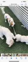 MIA, a female Cavachon for sale in Tucson, AZ – 7 of 10