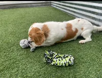 MIA, a female Cavachon for sale in Tucson, AZ – 5 of 10