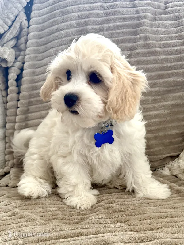 BLAZE – Cavachon puppy for sale in Tucson, AZ