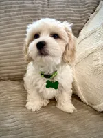 BOOMER, a male Cavachon for sale in Tucson, AZ – 2 of 10
