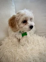 BOOMER, a male Cavachon for sale in Tucson, AZ – 5 of 10