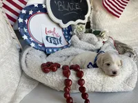 BLAZE, a male Cavachon for sale in Tucson, AZ – 2 of 10