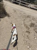 MIA, a female Cavachon for sale in Tucson, AZ – 9 of 10