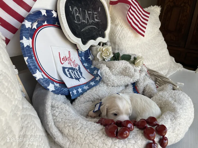 BLAZE – Cavachon puppy for sale in Tucson, AZ