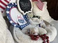 BLAZE, a male Cavachon for sale in Tucson, AZ – 1 of 10