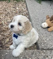 BLAZE, a male Cavachon for sale in Tucson, AZ – 8 of 10