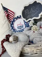 FLASH, a male Cavachon for sale in Tucson, AZ – 2 of 10