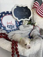 BOOMER, a male Cavachon for sale in Tucson, AZ – 3 of 10