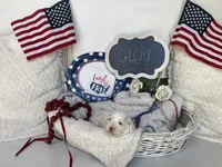 GLORY, a female Cavachon for sale in Tucson, AZ – 7 of 10