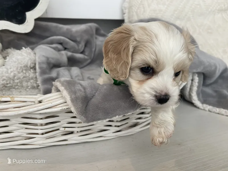 BOOMER – Cavachon puppy for sale in Tucson, AZ