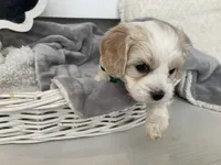 BOOMER, a male Cavachon for sale in Tucson, AZ – 9 of 10