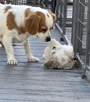 MIA, a female Cavachon for sale in Tucson, AZ – 2 of 10