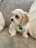BOOMER, a male Cavachon for sale in Tucson, AZ – 6 of 10