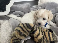 BLAZE, a male Cavachon for sale in Tucson, AZ – 9 of 10