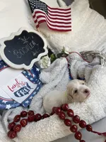 BOOMER, a male Cavachon for sale in Tucson, AZ – 5 of 10