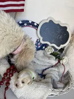 BOOMER, a male Cavachon for sale in Tucson, AZ – 4 of 10