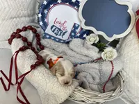 ROCKET, a male Cavachon for sale in Tucson, AZ – 3 of 9