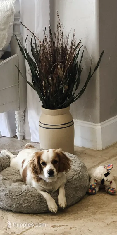 MIA – Cavachon puppy for sale in Tucson, AZ