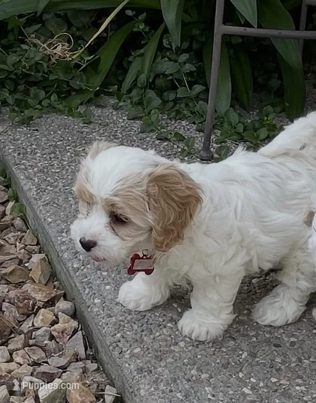 FLASH – Cavachon puppy for sale in Tucson, AZ