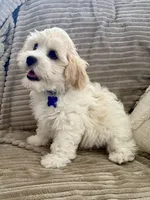 BLAZE, a male Cavachon for sale in Tucson, AZ – 3 of 10
