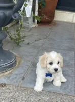 BLAZE, a male Cavachon for sale in Tucson, AZ – 7 of 10