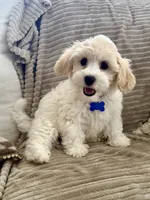 BLAZE, a male Cavachon for sale in Tucson, AZ – 2 of 10