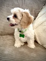 BOOMER, a male Cavachon for sale in Tucson, AZ – 3 of 10