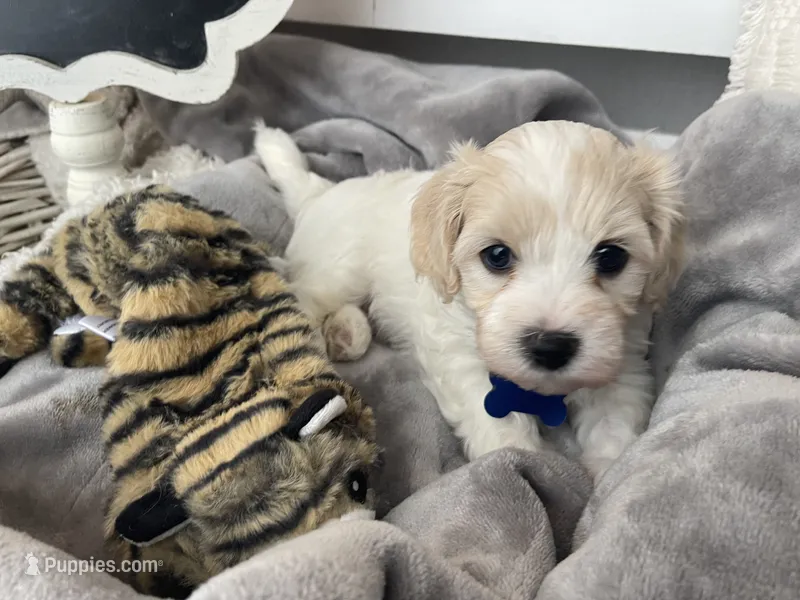 BLAZE – Cavachon puppy for sale in Tucson, AZ