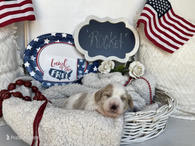 ROCKET – Cavachon puppy on hold in Tucson, AZ