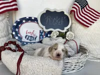 ROCKET, a male Cavachon for sale in Tucson, AZ – 2 of 9