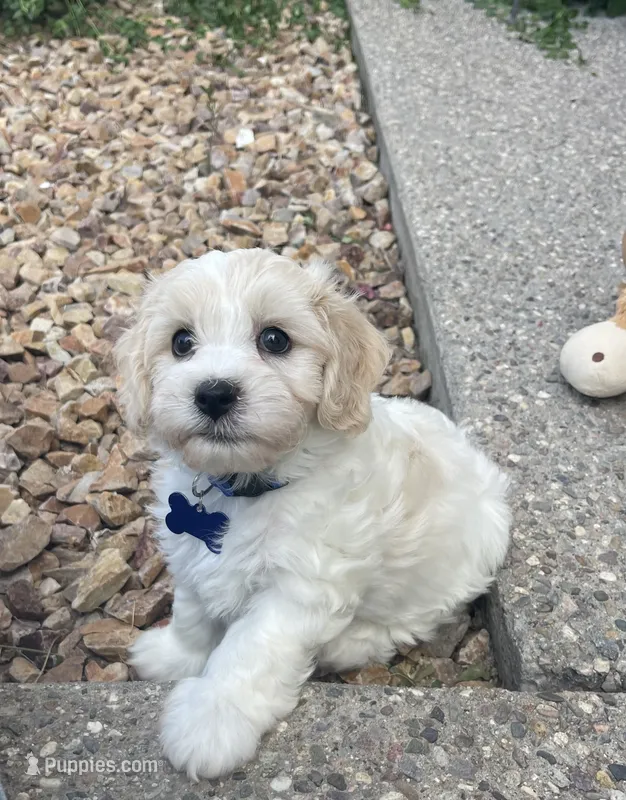 BLAZE – Cavachon puppy for sale in Tucson, AZ
