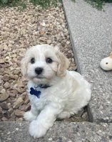 BLAZE, a male Cavachon for sale in Tucson, AZ – 5 of 10