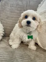 BOOMER, a male Cavachon for sale in Tucson, AZ – 7 of 10