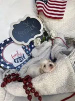 BOOMER, a male Cavachon for sale in Tucson, AZ – 7 of 10