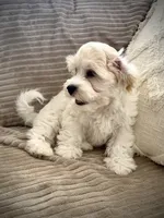 BLAZE, a male Cavachon for sale in Tucson, AZ – 6 of 10