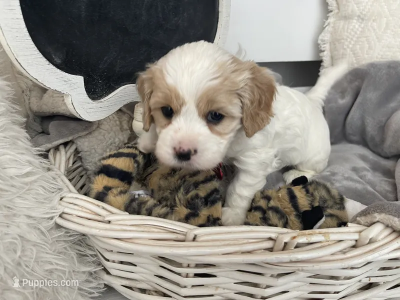 FLASH – Cavachon puppy for sale in Tucson, AZ
